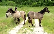 Pferde bei RatgeberTV.com
