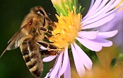 Bienen bei RatgeberTV.com
